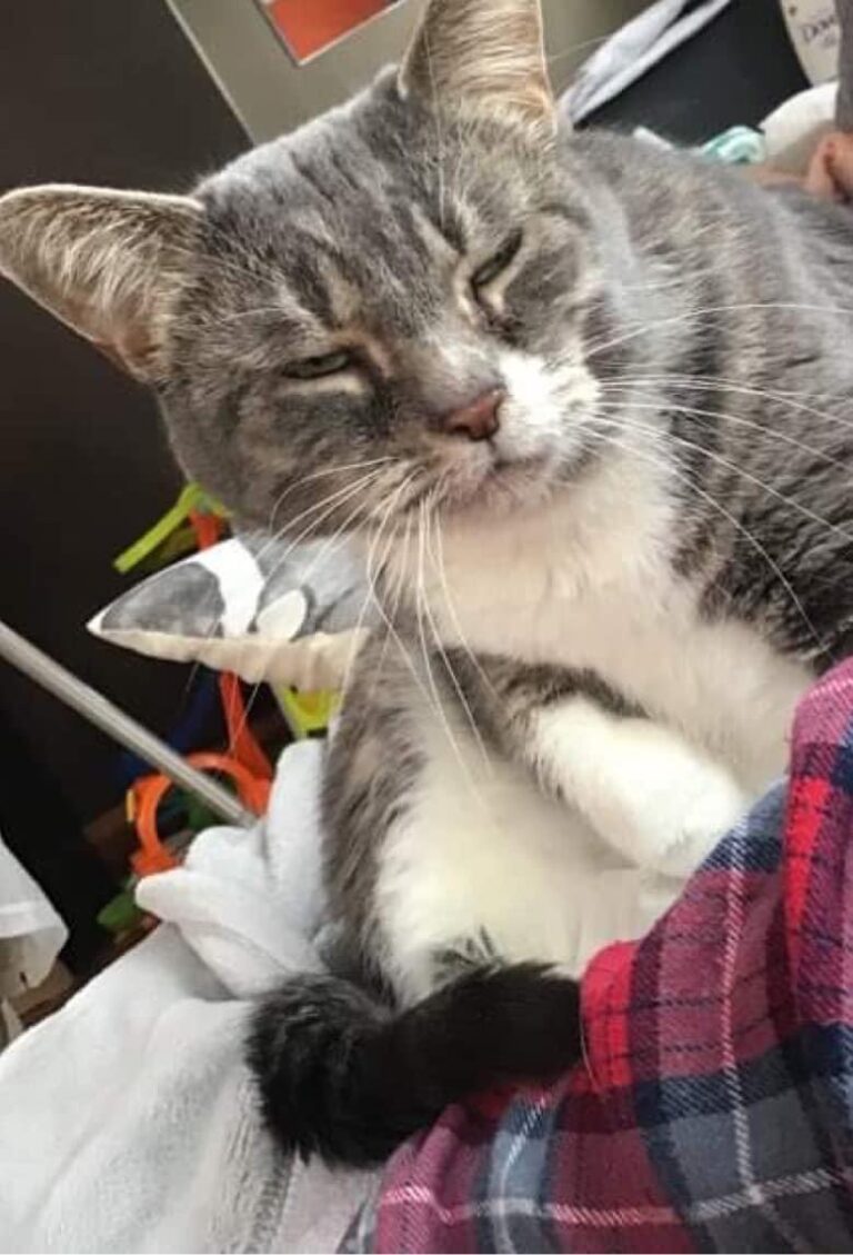 Missing cat in Wallaceburg