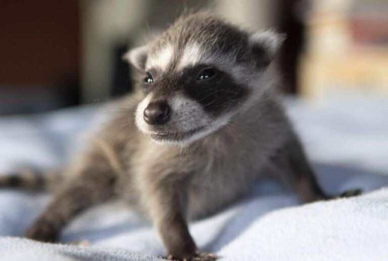 Chatham-Kent Public Health urges caution as wildlife encounters, rabies exposures rise