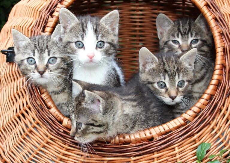 CK Animal Rescue in Need of Cat Foster Families