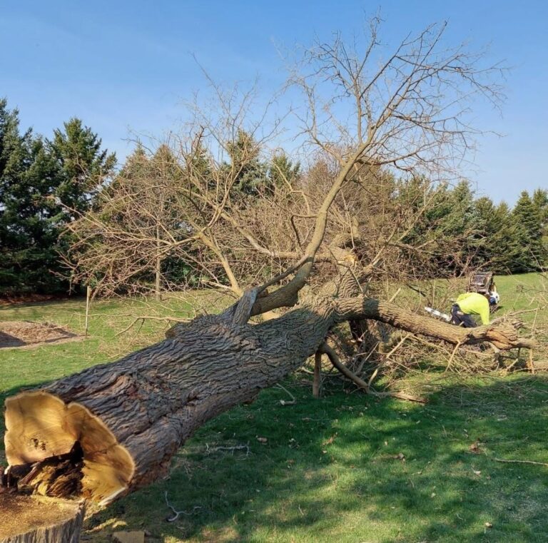 CK Tree Care