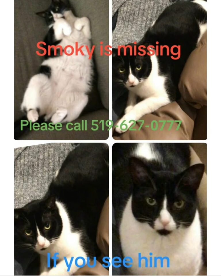 Smoky is missing from Wallaceburg