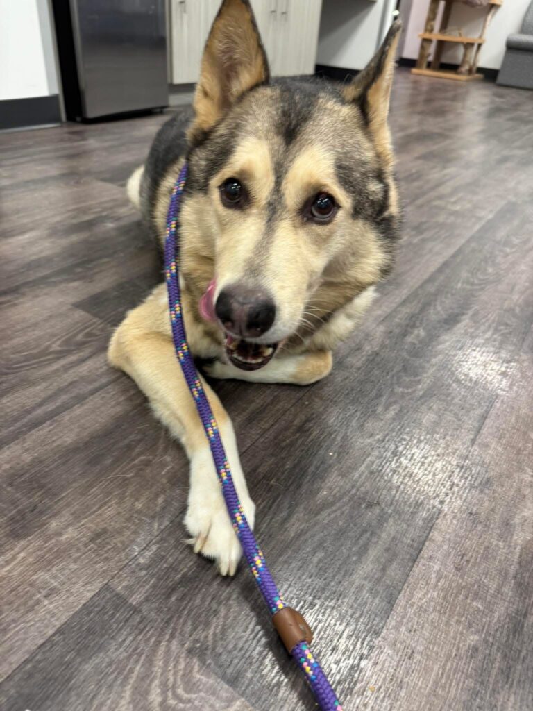 Dog found in Dresden