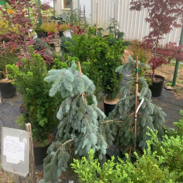 Kentwood Gardens