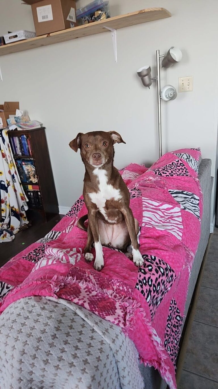Dog missing from Dresden