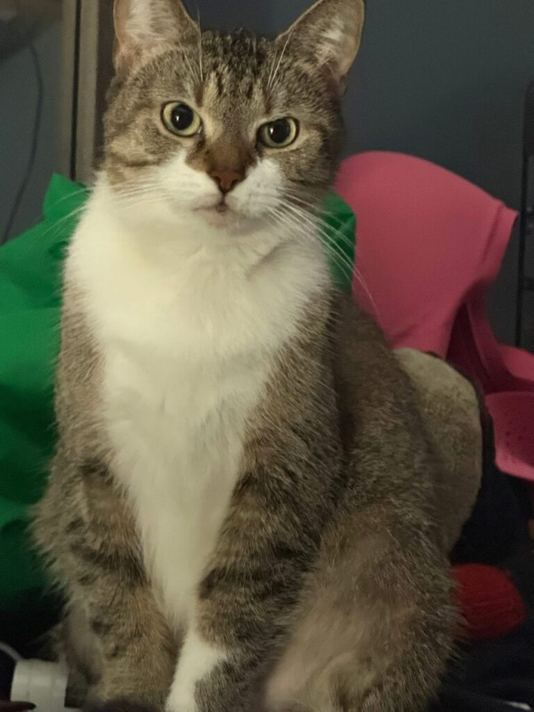 Cat missing in Wallaceburg