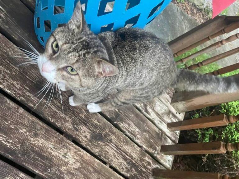 Cat found in Dresden