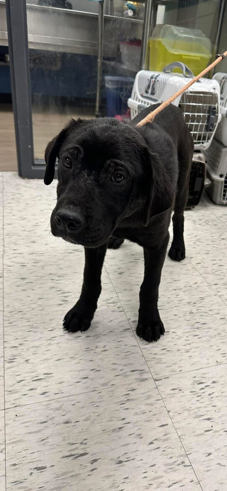 Male dog found in Wallaceburg