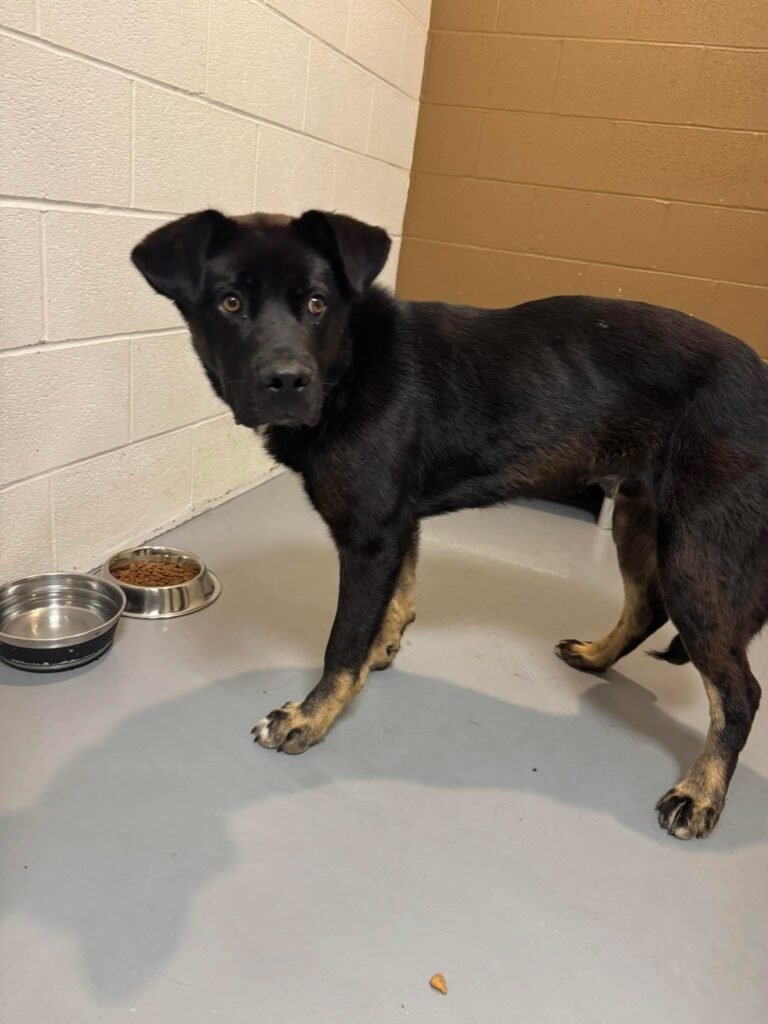Dog found in Wallaceburg