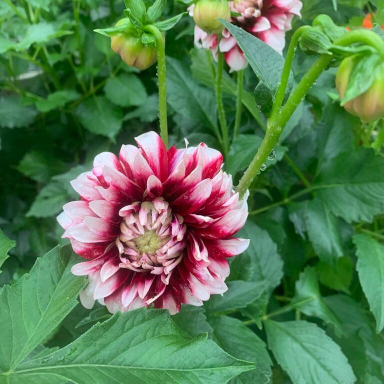 Kentwood Gardens