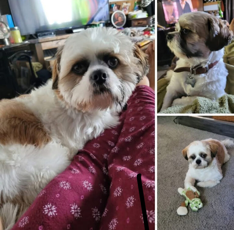 Buster is missing from Walpole Island