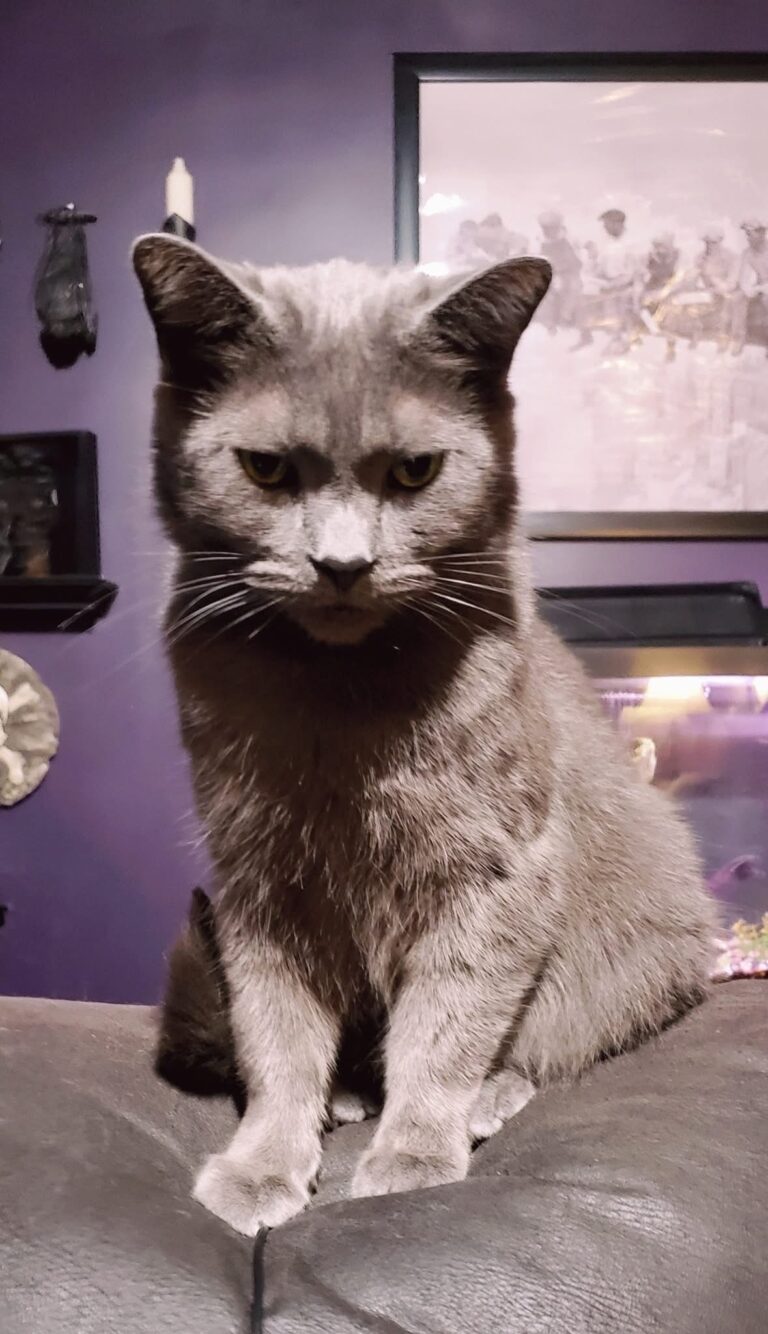 Cat missing in Wallaceburg