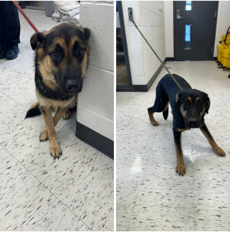 Two dogs found in Wallaceburg