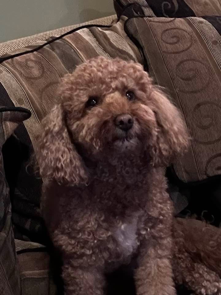 Max is missing near Wallaceburg