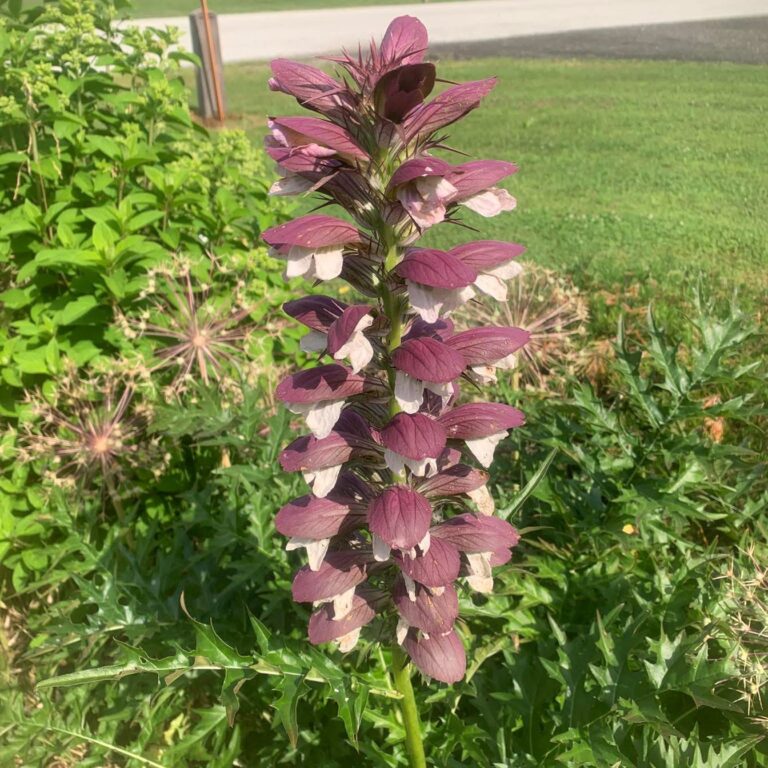 Kentwood Gardens