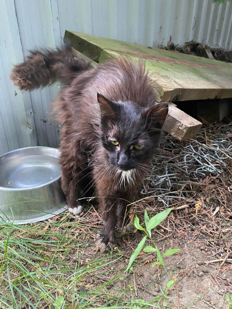 Found cat near Hidden Hills Golf