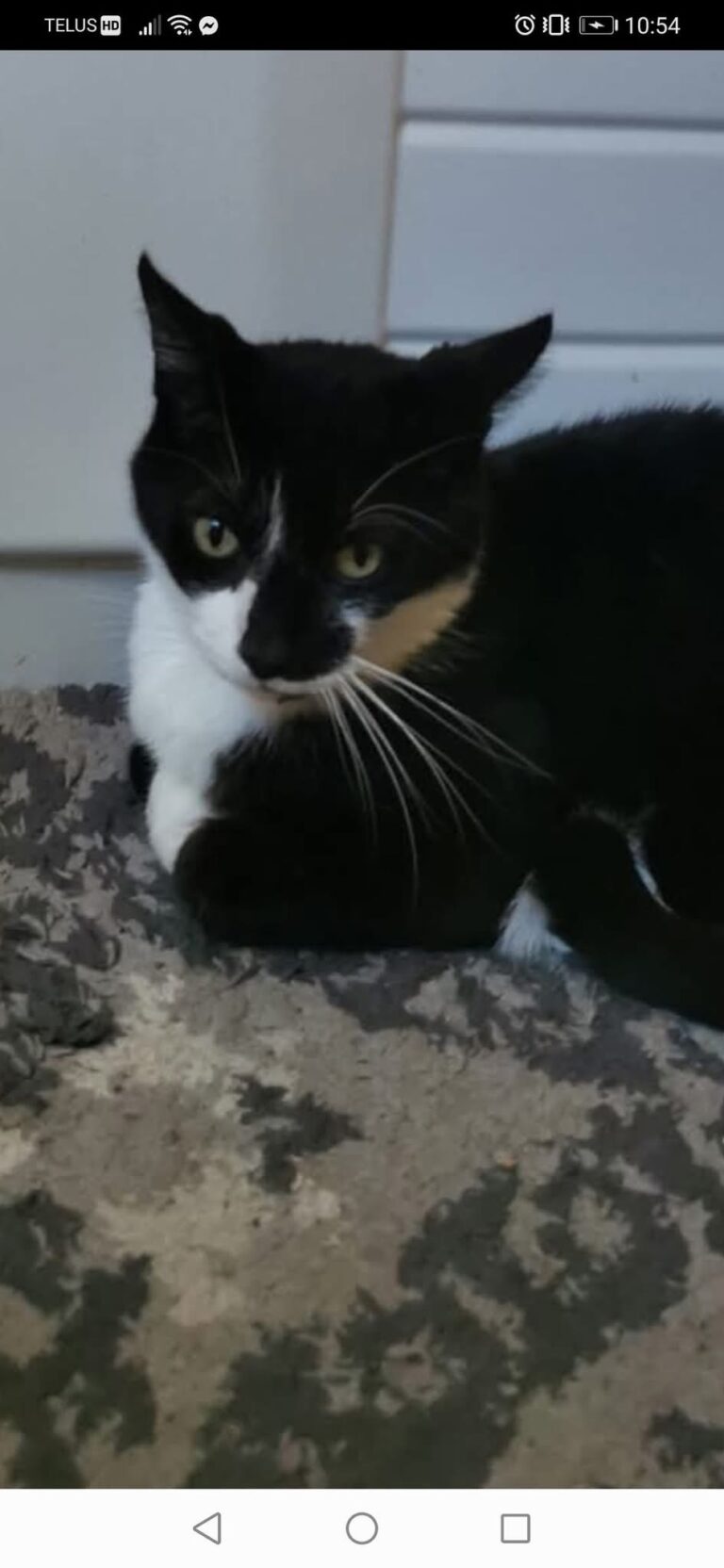 Cat missing from South Court Wallaceburg