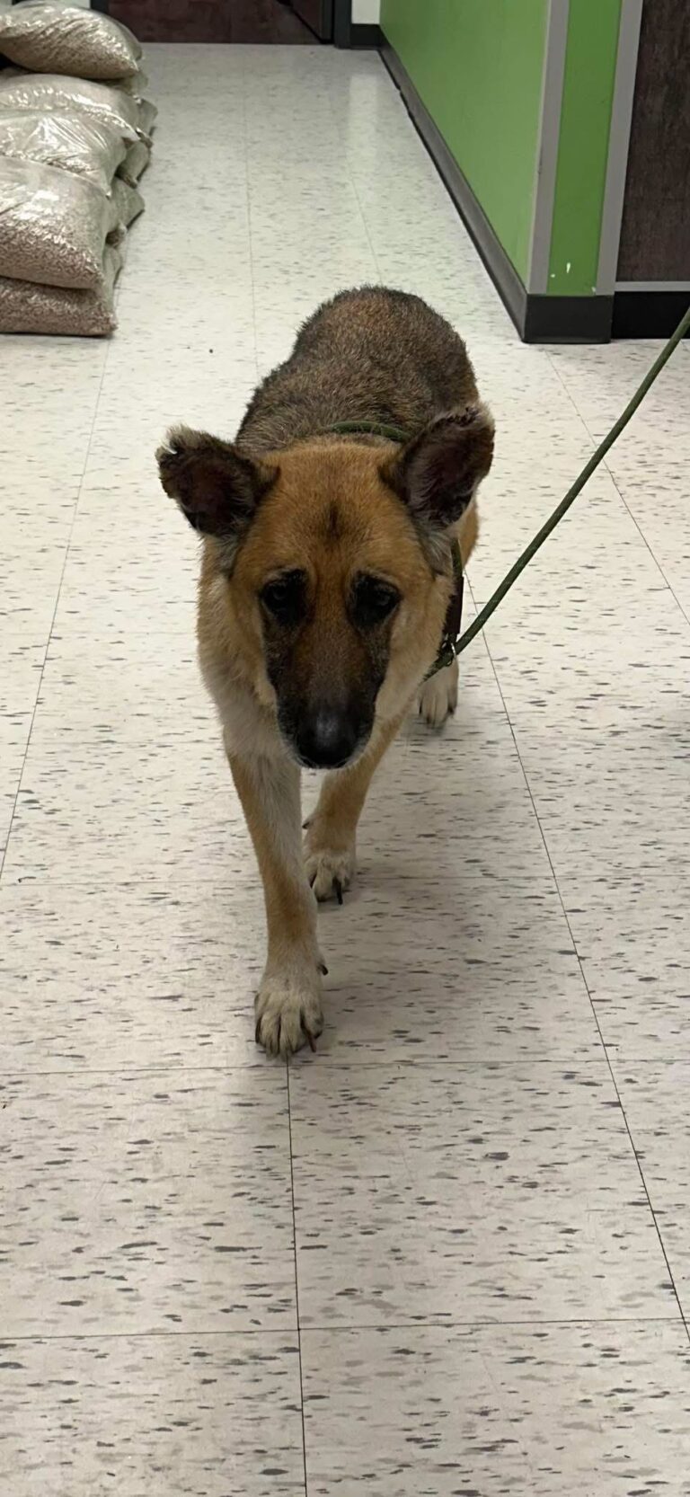 Dog found in Wallaceburg