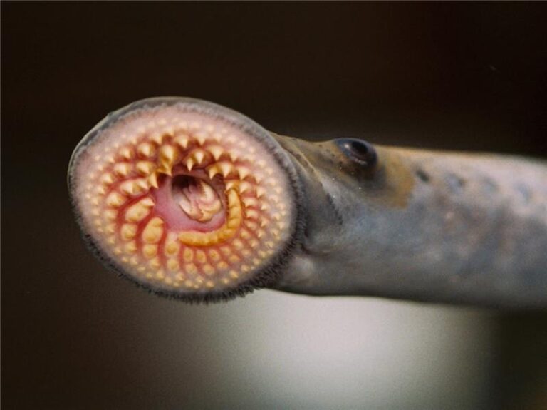 DFO launches 2026 Sea Lamprey control season across Great Lakes