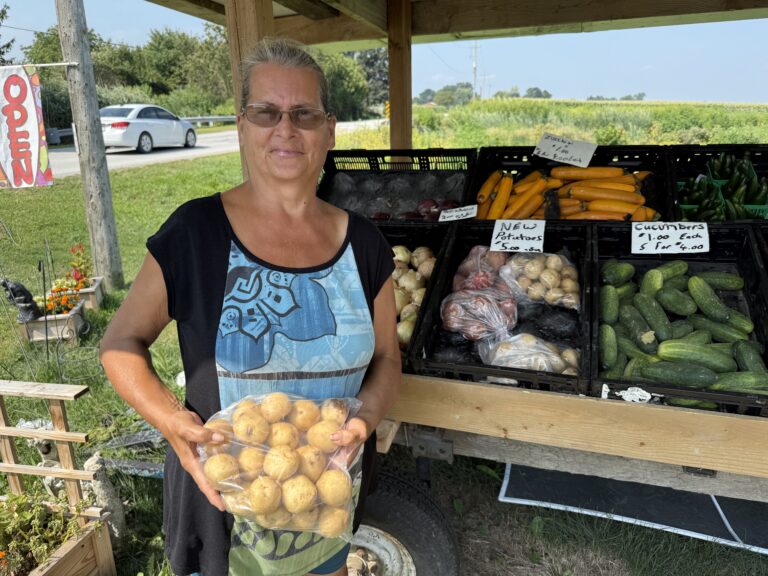 New potatoes at Diddly Squat Produce