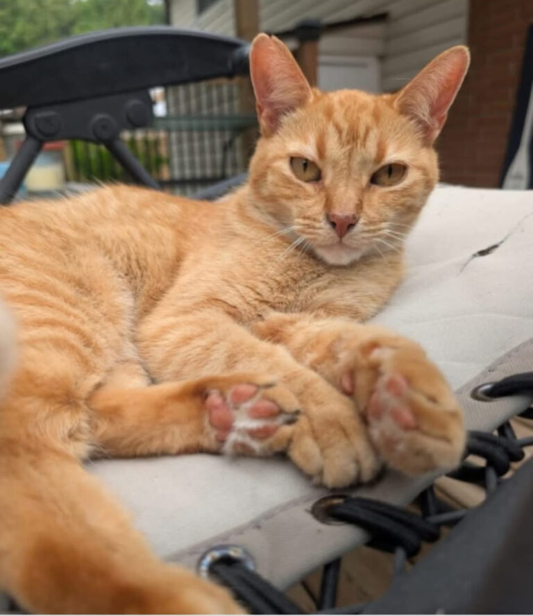 Dandy is missing in Wallaceburg