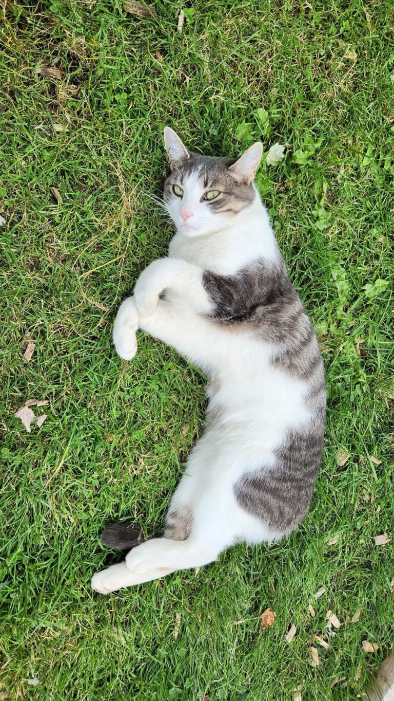 Found cat in Wallaceburg