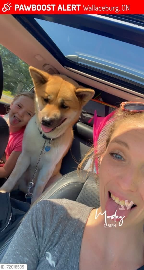 Missing dog in Wallaceburg