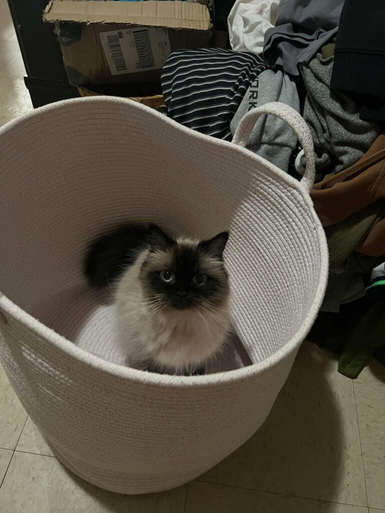 Cat missing in Wallaceburg