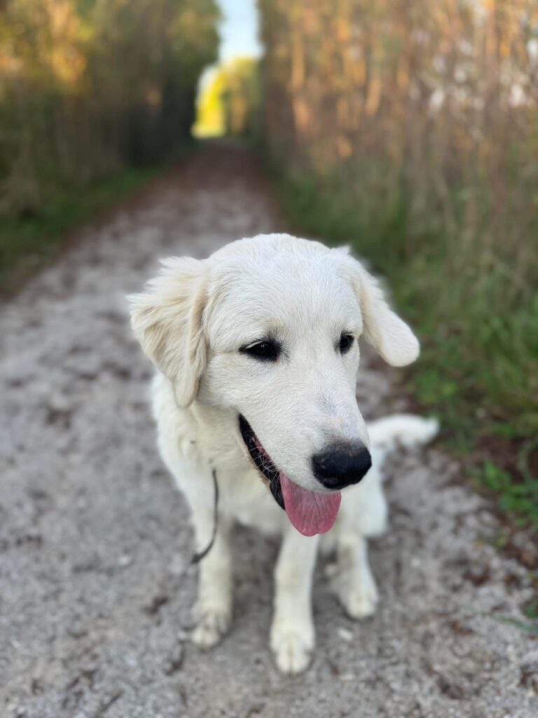Dog missing from home near Base Line
