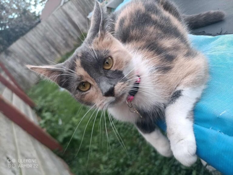 Cat missing in Wallaceburg