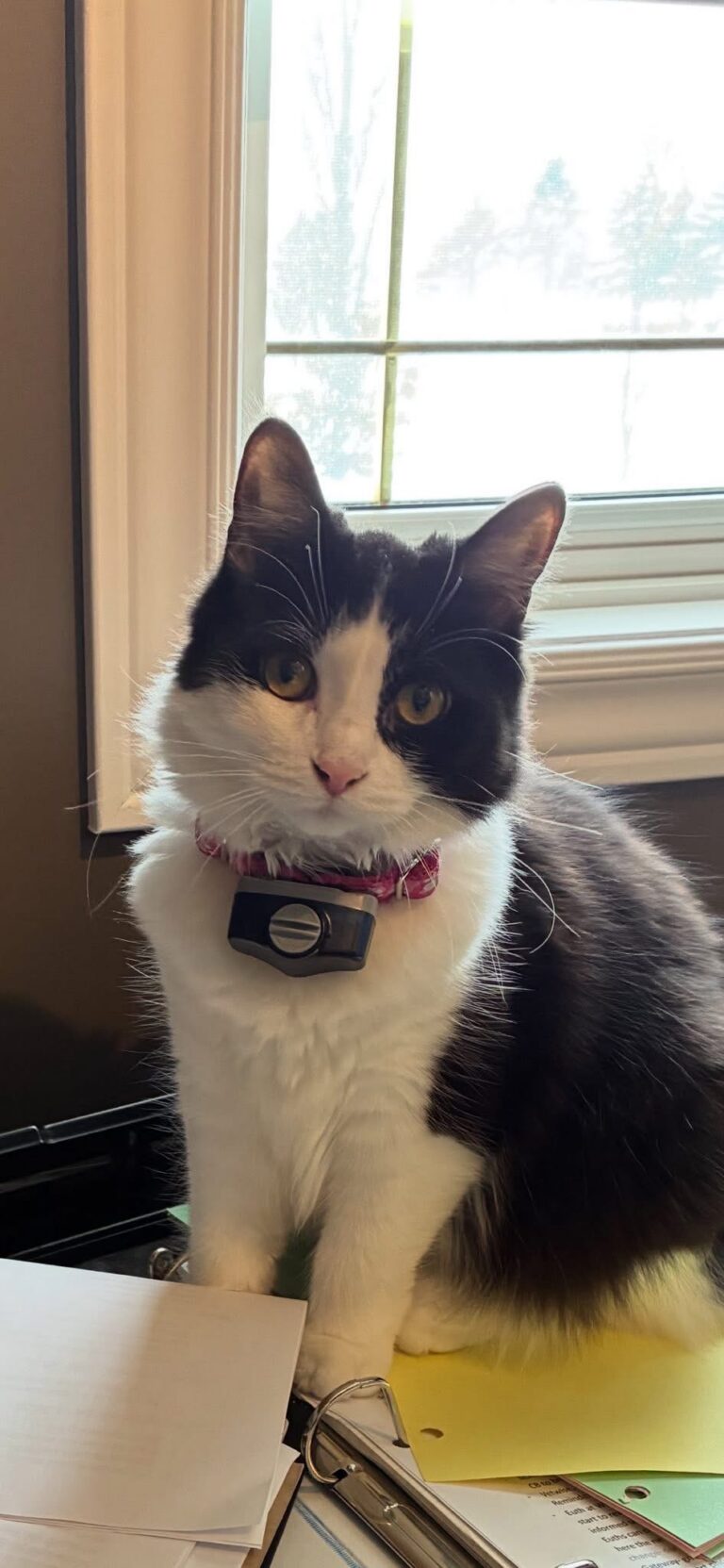 Minnow is missing in Grande Pointe