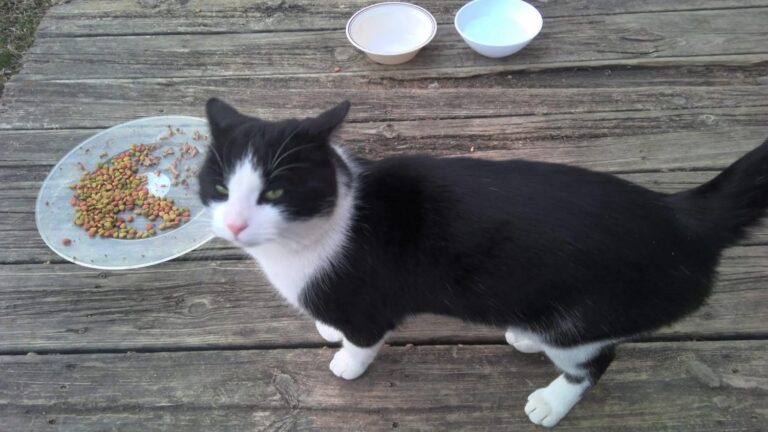 Cat found in Wallaceburg
