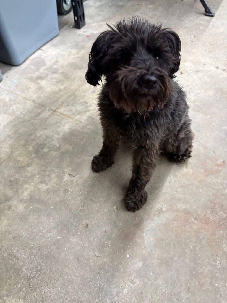 Dog found in Dresden