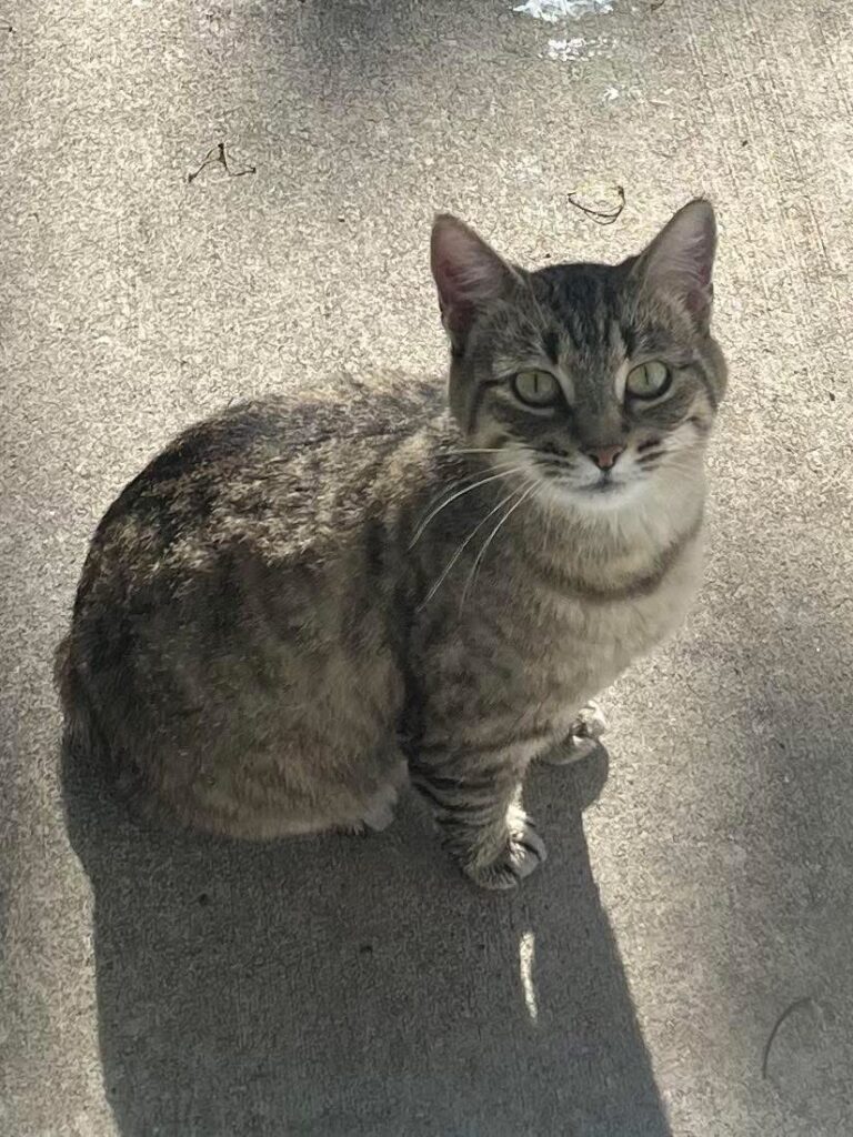 Cat found in Wallaceburg
