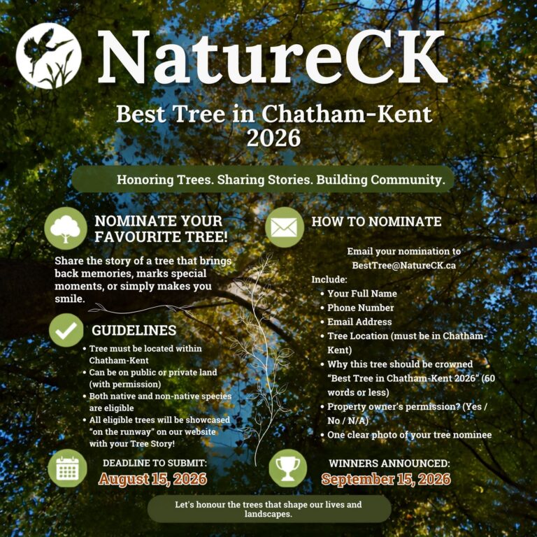 NatureCK launches Best Tree in Chatham-Kent contest