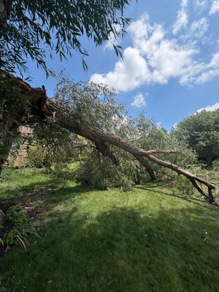 CK Tree Care 519-401-2973