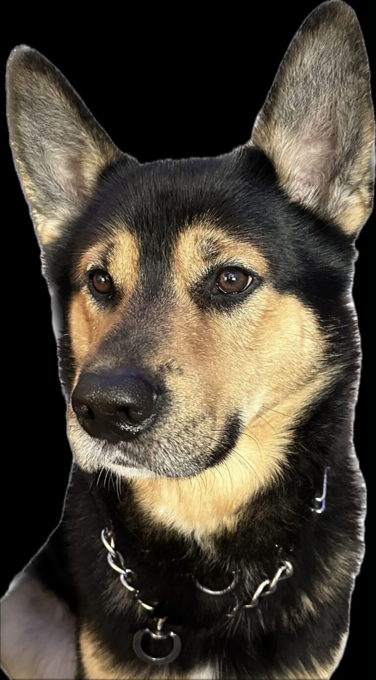 Loki is Missing in Wallaceburg