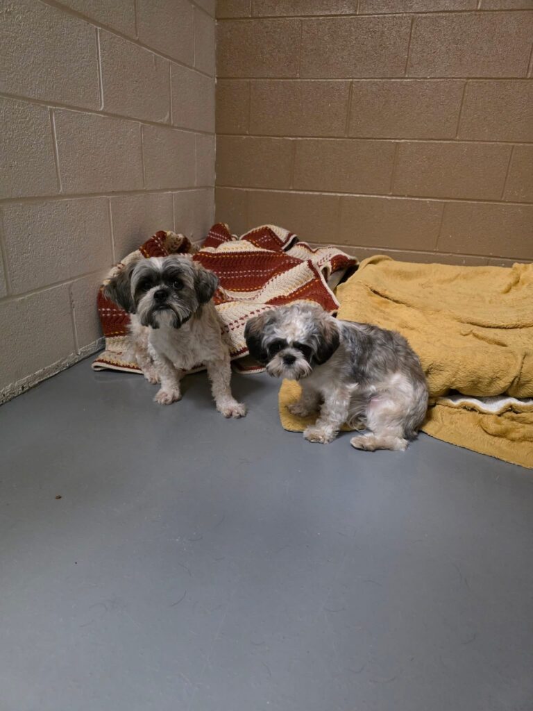 2 Dogs found in Countryview Line