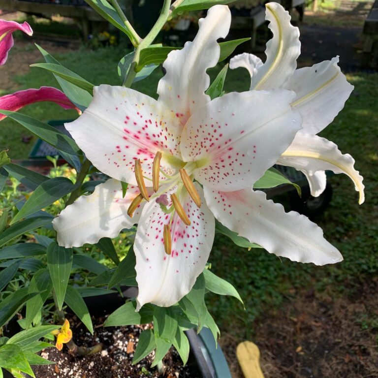 Kentwood Gardens