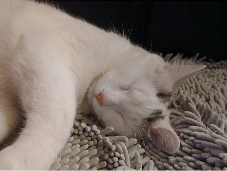 Missing Cat from Wallaceburg