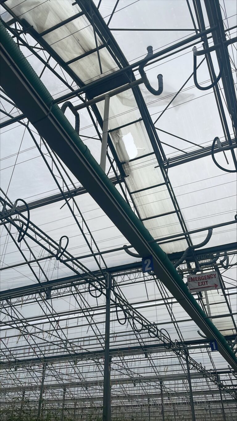 Worker airlifted after falling through greenhouse roof in Sombra